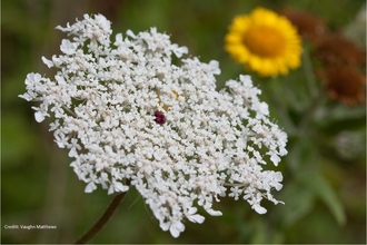 A close up image of a wild carrot in bloom
