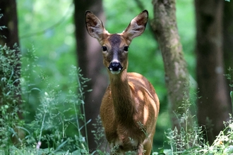 Roe deer