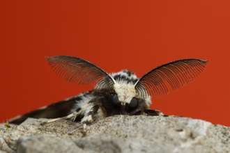 Black arches moth