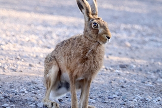 Hare