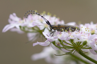 A grey longhorned beetle sat on blossom, peering over the edge of the petals with its two long antennae or 'horns' 