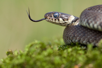 grass snake wildlife trusts