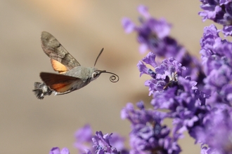 Hummingbird hawkmoth