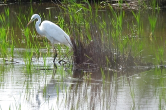 Egret