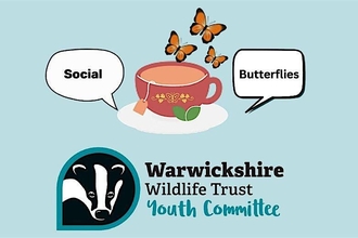 Youth committee social butterflies. Butterflies flying near a teacup