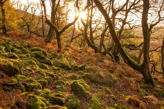 The low sun illuminates mossy stones and old oak trees in this ancient forest