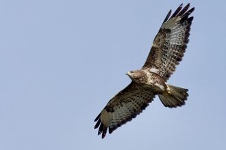 Buzzard