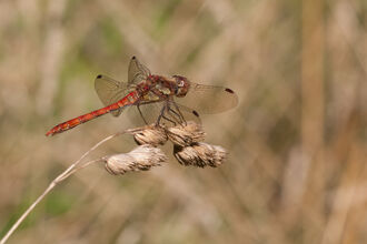 Common darter