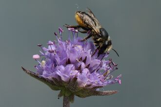 A patchwork leafcutter bee drawing nectar from a purple flower