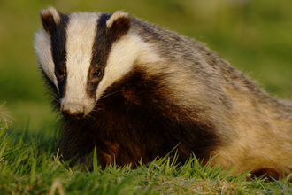 A badger crouched in grass