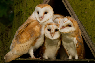 Barn owl family