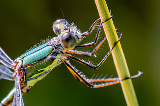Emerald damselfly