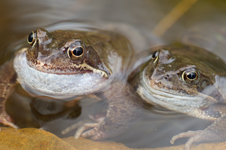 Two frogs side by side in a pond