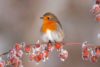 A robin perches on a frosty branch of berries