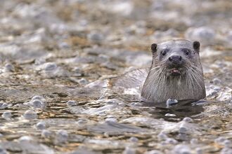 Otter in river