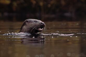 Otter 