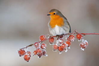 A robin perched on a branch of frost