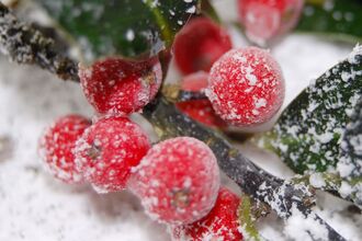 A bunch of bright red holly berries contrast against white snow