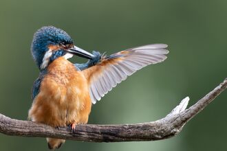 A kingfisher sat on a branch and waving its wing