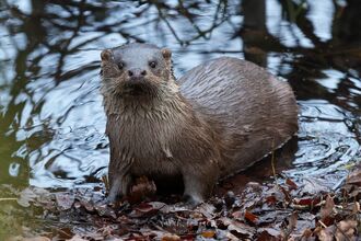 Otter 