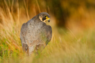 A peregrine falcon looking over it's shoulder