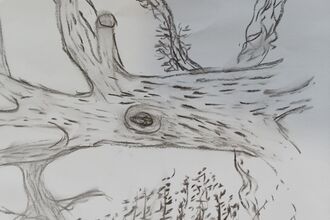 Sketch of a tree in charcoal