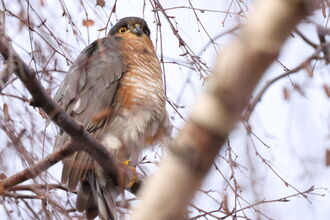 Sparrowhawk 