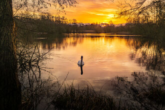 Swanrise by Dave Lawton