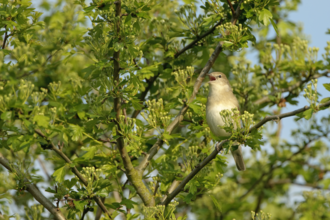Warbler singing