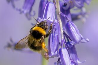 Bee and bluebell by Ken Pinfold
