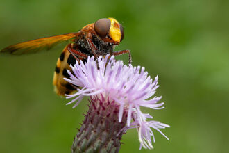 A hornet mimic hoverfly perched on a flower