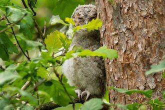 Young owl by Page Photography