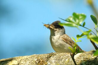 Photo of a blackcap sitting on a tree branch with an insect in its' mouth