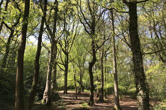 Clowes wood nature reserve