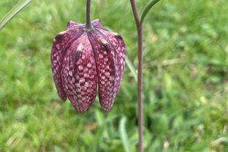Snakes head fritillary 