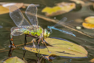 Green, female emperor dragonfly, sitting on lily pad, with blue damselfly sitting on her head