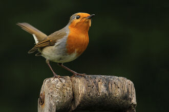 Robin sat on spade handle with dark background behind it