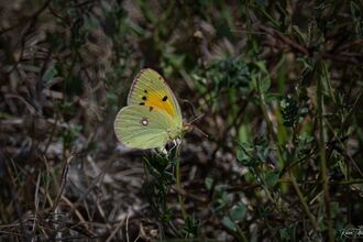 a close up photo of a clouded yellow butterfly, perched on a leaf