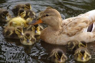 A family of young, fluffy, yellow ducklings swim around a light brown adult duck.