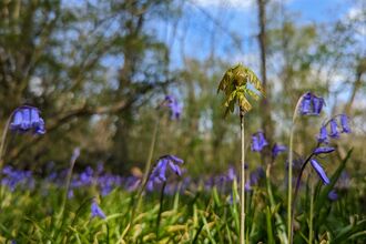 a small oak tree seedling growing among a sea of bluebells