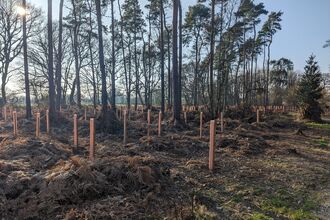new tree saplings, with tree guards, planted next to established trees, 