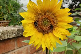 sunflower in a residential garden, next to a brick wall with two bees in the middle, collecting nectar
