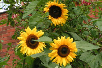 3 sunflowers growing in a garden