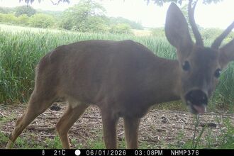 roe deer up close to a trail camera, sticking its' tongue out in a comedic way
