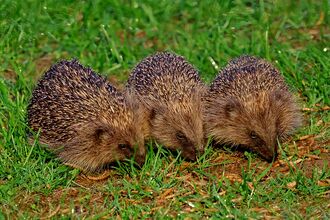 3 hedgehogs in a line on grass