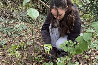 Megan is crouched down while volunteering to remove invasive species near Guphill Brooke