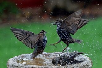 3 starlings flapping in a residential birdbath