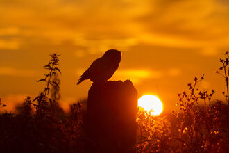 an owl perched on a post with a sunset in the background