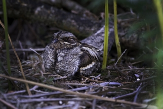 Nightjar