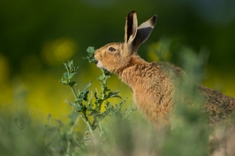 Brown hare having lunch!